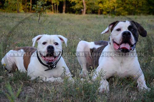 Good fit American Bulldog choke collar