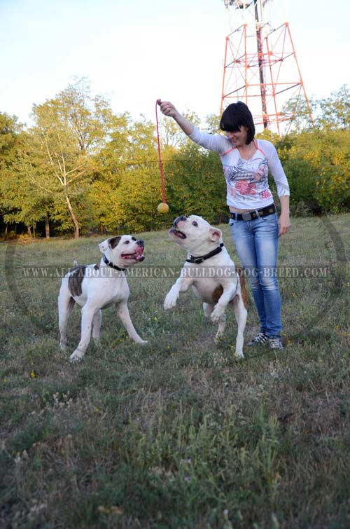 Genuine leather choke collar for American Bulldog