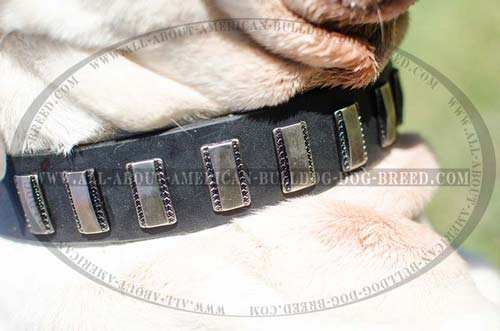 Extra wide American Bulldog collar with decoration