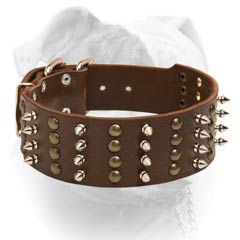 American Bulldog collar leather for walks and appearing in style 