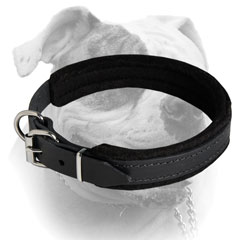 American Bulldog breed collar with D-ring