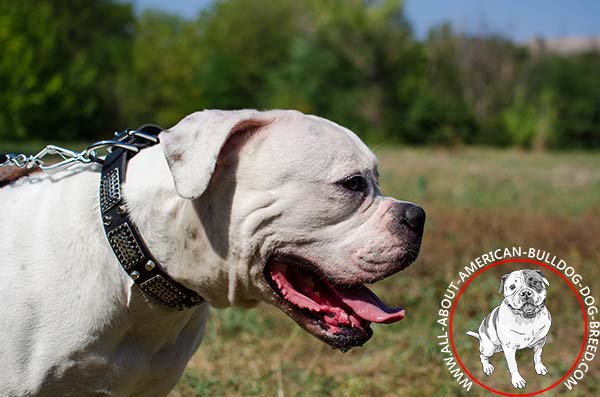 Chic American Bulldog collar with plates and pyramids