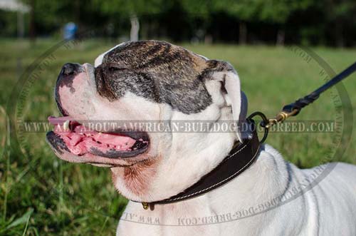 Nappa padded leather American Bulldog collar with double stitching