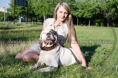 High quality luxury leather American Bulldog collar