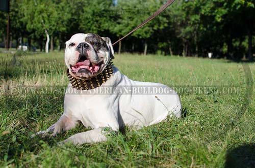 Extra wide spiked leather American Bulldog collar