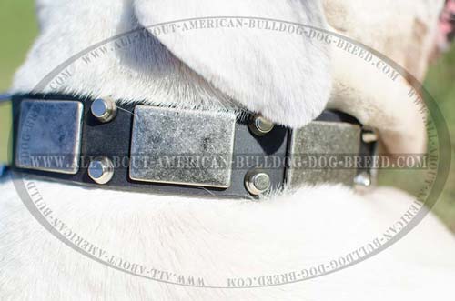 Stylish nickel plates and cones for leather American Bulldog collar