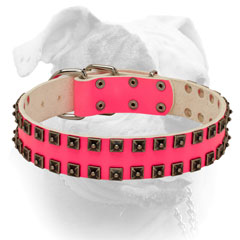 Nickel plated rivets and hardware for American Bulldog collar