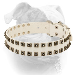 White leather American Bulldog collar with nickel hardware