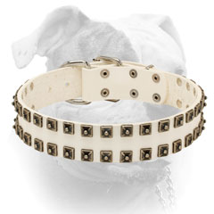 Elegant nickel studs for white leather collar for American Bulldog