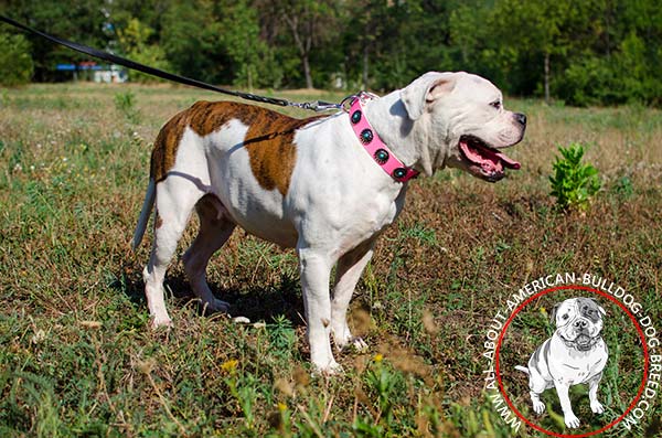 Exclusive leather American Bulldog collar