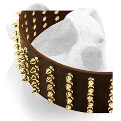 Gold-like brass spikes handset in 5 rows for American Bulldog collar