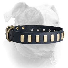 Leather American Bulldog collar with brass plates