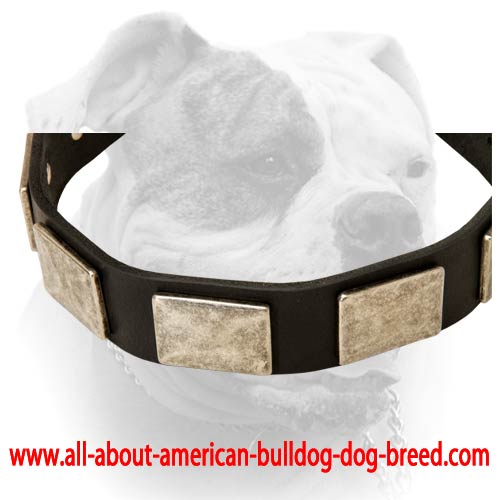 Leather American Bulldog collar with vintage massive plates