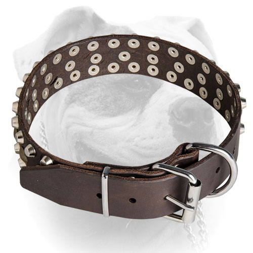 Leather American Bulldog collar with studs