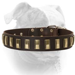 Leather American Bulldog collar with luxury decoration