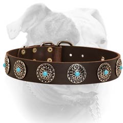 Leather American Bulldog collar decorated with blue stones