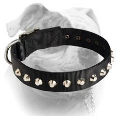 Nickel plated fittings for nylon American Bulldog collar