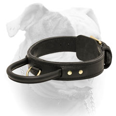 Training and walking leather American Bulldog collar