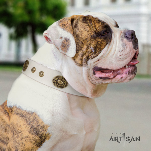 American Bulldog top notch leather dog collar with decorations for handy use