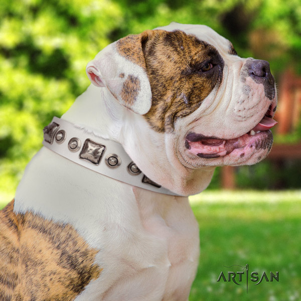 American Bulldog amazing full grain leather dog collar with embellishments