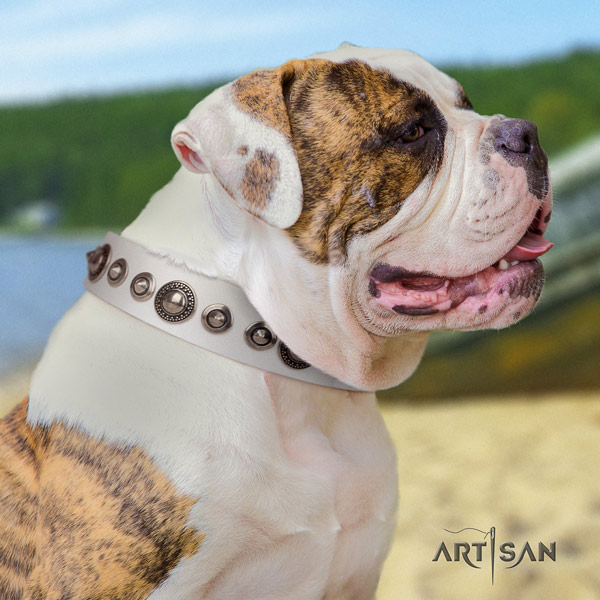 American Bulldog stunning genuine leather dog collar with embellishments