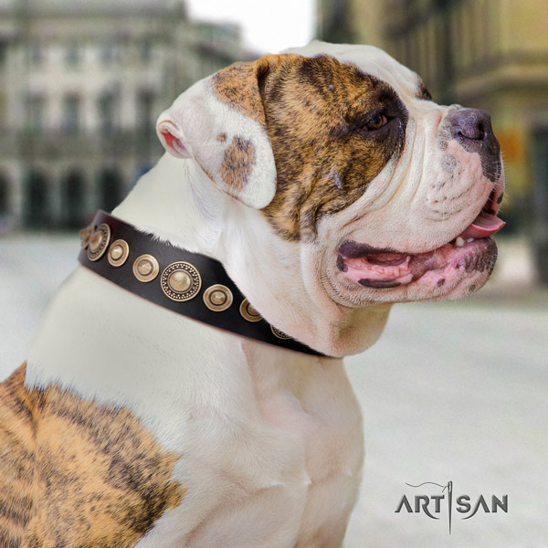 American Bulldog awesome genuine leather dog collar with decorations