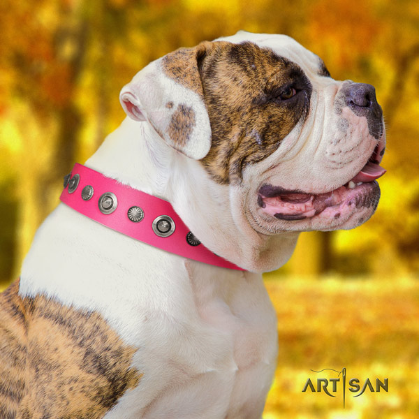 American Bulldog awesome genuine leather dog collar with adornments for everyday use