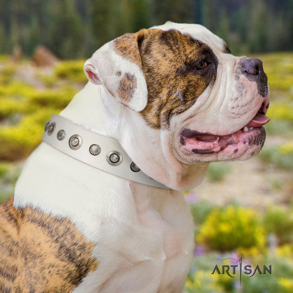 American Bulldog awesome full grain leather dog collar with decorations for basic training