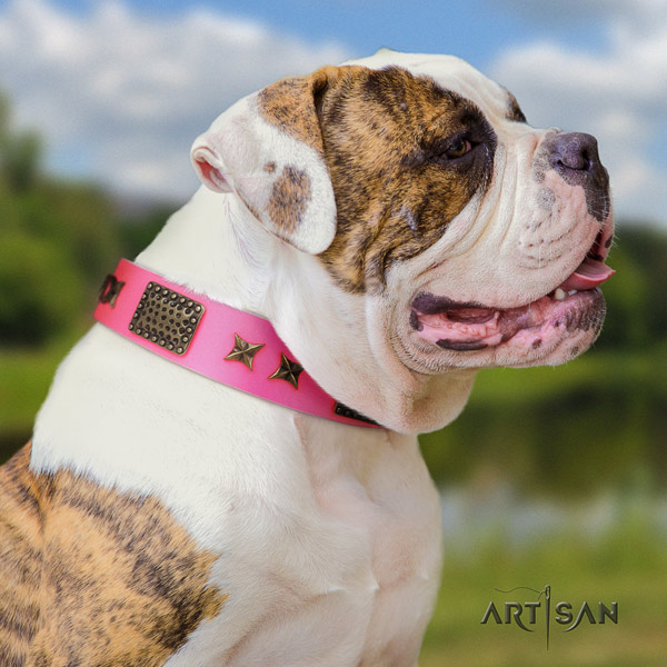 American Bulldog amazing full grain leather dog collar with adornments