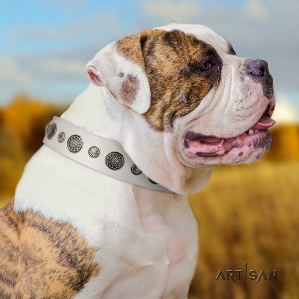 American Bulldog impressive full grain leather dog collar with studs for everyday use
