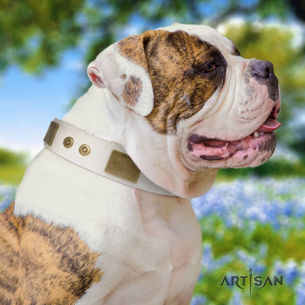 American Bulldog stunning full grain leather dog collar with studs for daily walking