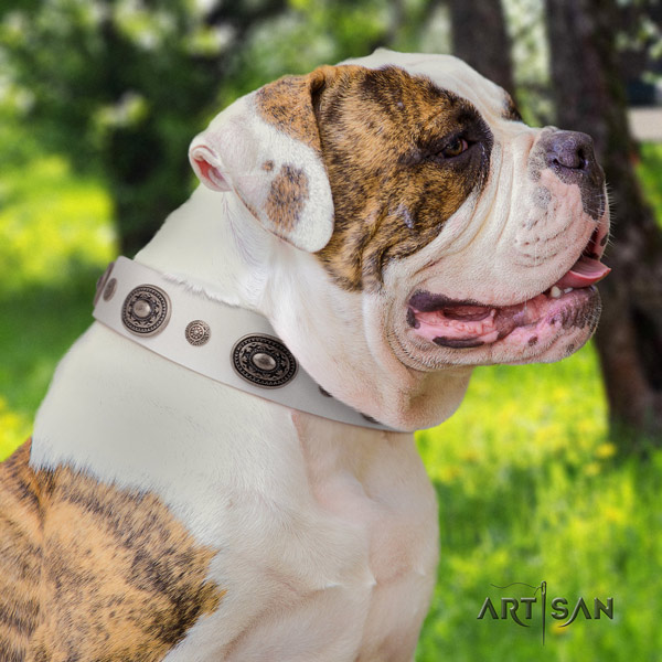 American Bulldog awesome genuine leather dog collar with studs