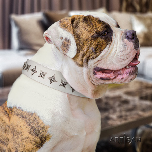 American Bulldog awesome genuine leather dog collar with embellishments for handy use