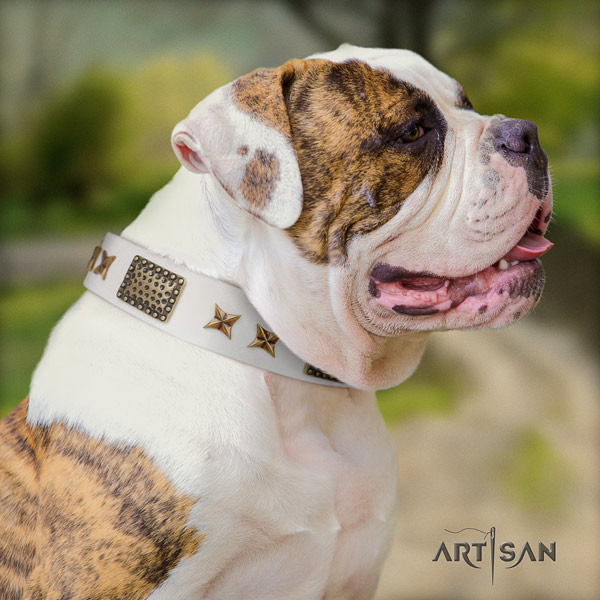 American Bulldog incredible full grain leather dog collar with adornments