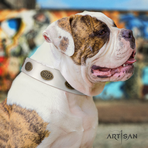 American Bulldog stylish leather dog collar with embellishments for everyday use