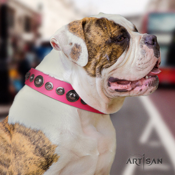 American Bulldog inimitable genuine leather dog collar with embellishments