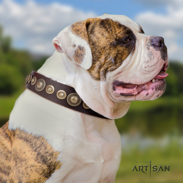 American Bulldog extraordinary genuine leather dog collar with decorations