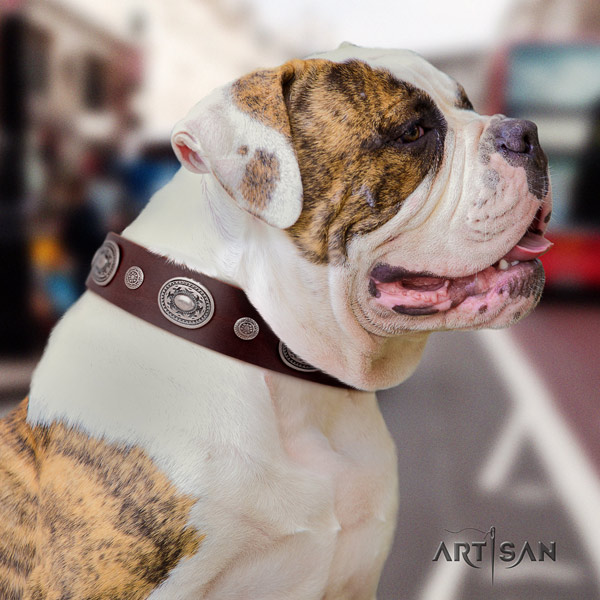 American Bulldog inimitable leather dog collar with decorations