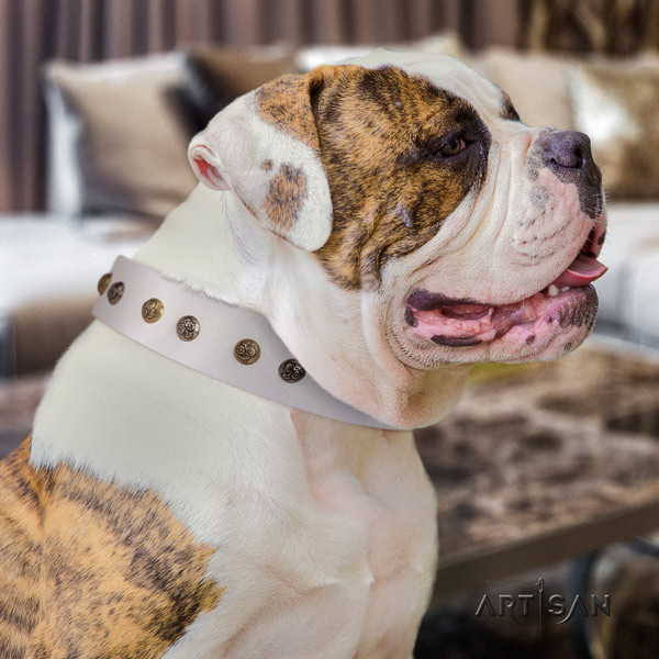 American Bulldog unique full grain leather dog collar with decorations