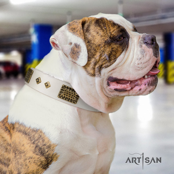American Bulldog exceptional genuine leather dog collar with decorations for basic training