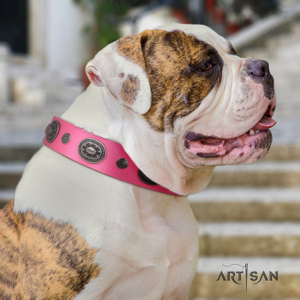 American Bulldog extraordinary leather dog collar with decorations