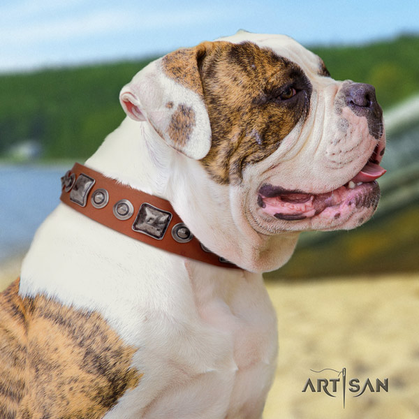 American Bulldog top notch genuine leather dog collar with decorations