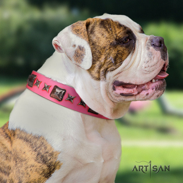 American Bulldog unusual genuine leather dog collar with studs