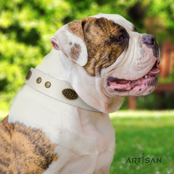 American Bulldog exquisite genuine leather dog collar with embellishments for fancy walking