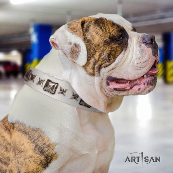 American Bulldog fashionable leather dog collar with embellishments