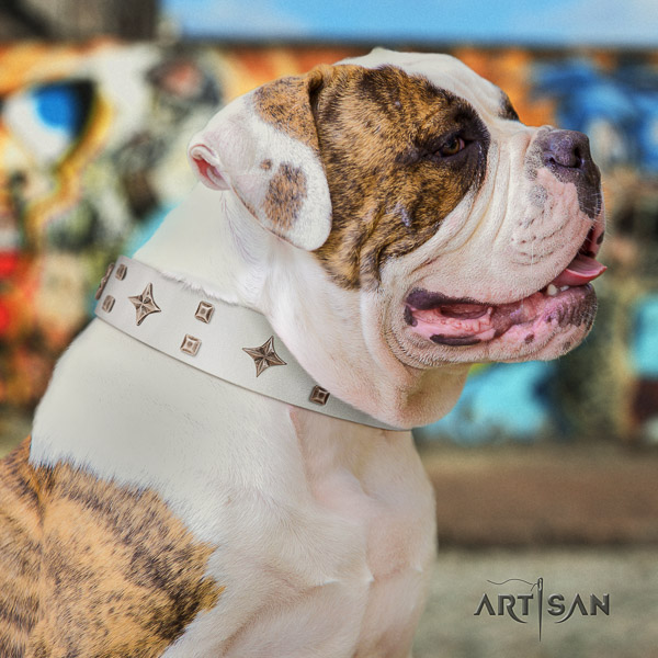 American Bulldog stylish walking full grain leather collar with designer studs for your doggie