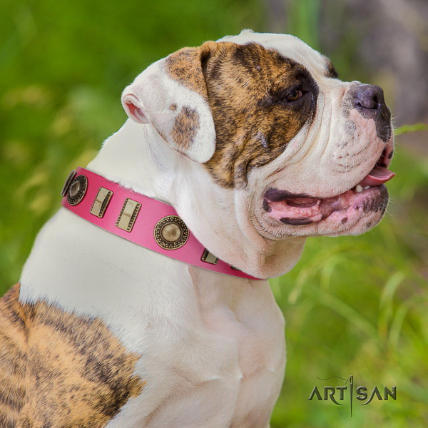 American Bulldog everyday use leather collar with stylish design embellishments for your doggie