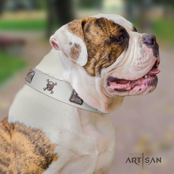 American Bulldog everyday use full grain leather collar with significant adornments for your four-legged friend