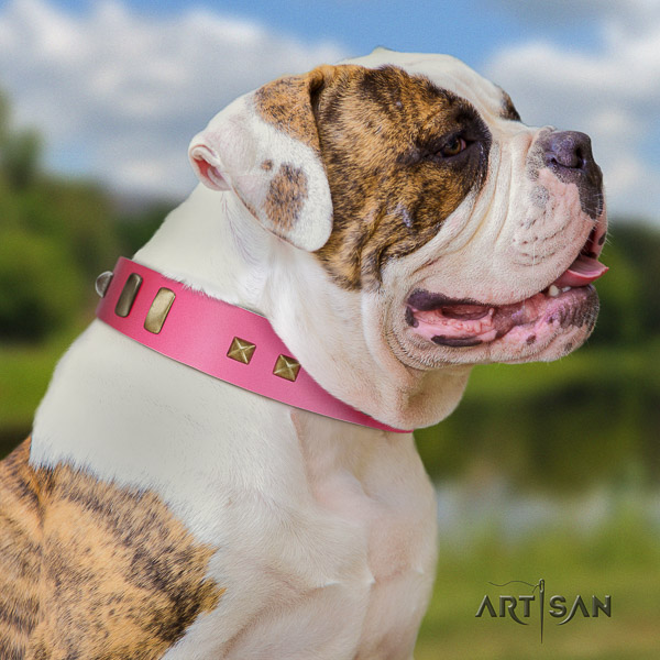 American Bulldog fancy walking genuine leather collar with stunning embellishments for your four-legged friend