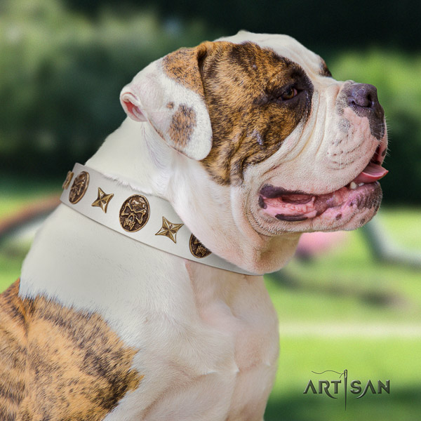 American Bulldog fancy walking natural leather collar with embellishments for your dog